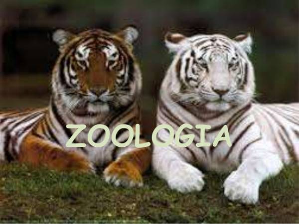 Zoologia